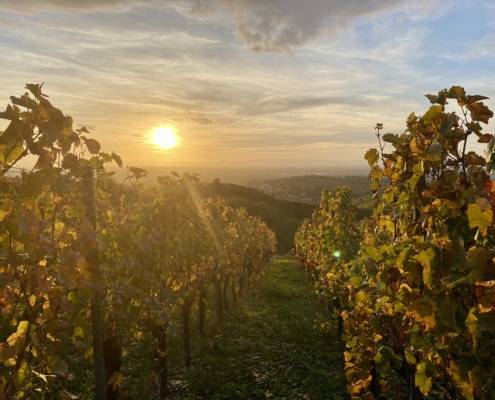 Blick in die Reblandschaft bei Offenburg bei der Weinwanderung und Rebbegehung mit Weinprobe.