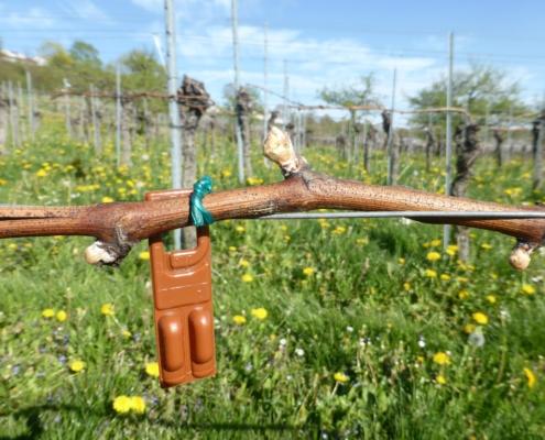 Blick auf eine Rebknopse und biologischen Pflanzenschutz bei der Weinwanderung und Rebbegehung mit Weinprobe.